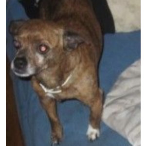 Lost Dog JR