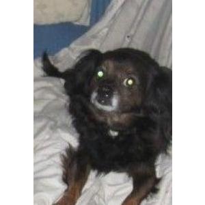 Image of Angel, Lost Dog