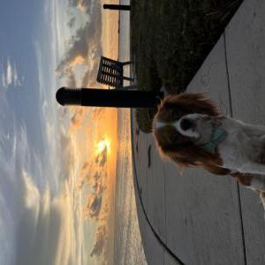 Lost Dog GiGi
