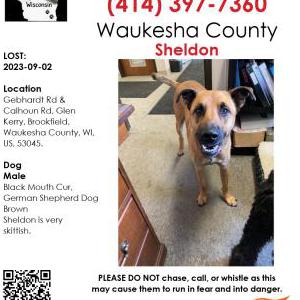 Lost Dog Sheldon