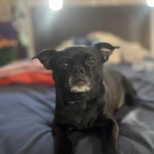 Lost Dog Buttercup