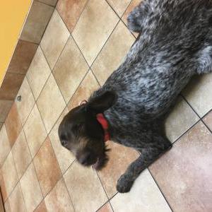 Lost Dog Daisy
