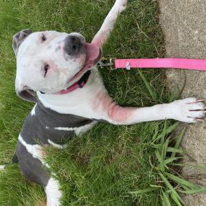 Image of Aiko, Lost Dog