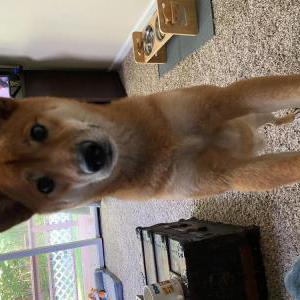 Lost Dog Ronin