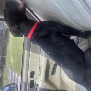 Lost 1 Blackie (NC)