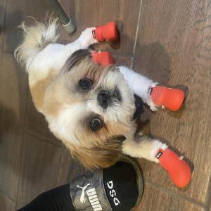 Image of lucki, Lost Dog