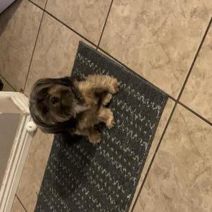 Lost Dog Chocolatita
