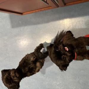 Image of Rufus and Luna, Lost Dog