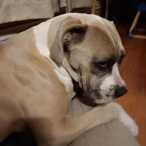 Image of Karma, Lost Dog