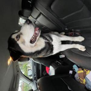 Image of Unknown, Found Dog