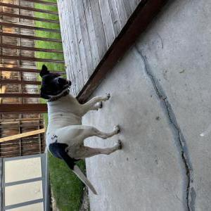 Image of Unknown, Found Dog