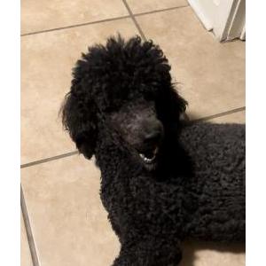 Image of Fatima, Lost Dog