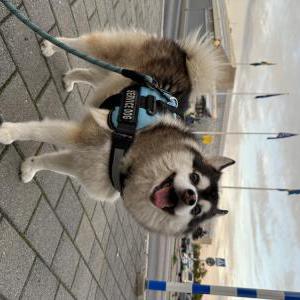 Image of Rufio, Lost Dog