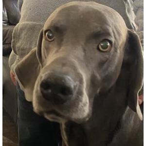 Image of Blue, Lost Dog