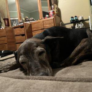 Image of Tina, Lost Dog