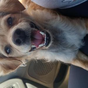 Image of Canela, Lost Dog
