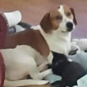 Lost Dog Independents