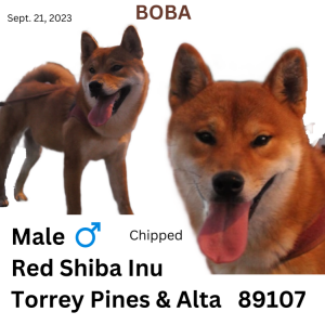 Lost Dog Boba
