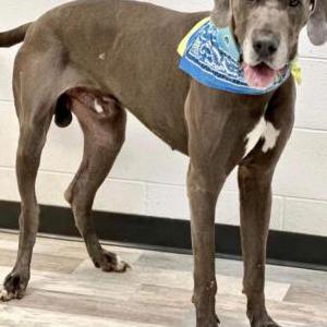 Lost 1 Bart (TX)