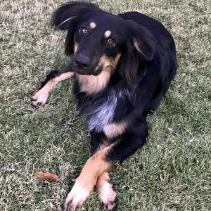 Image of Koa, Lost Dog