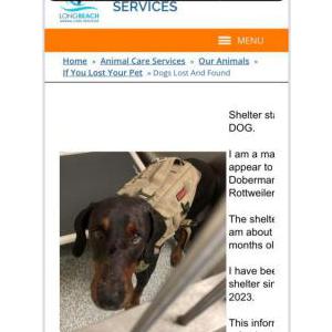 Image of Dead, Lost Dog