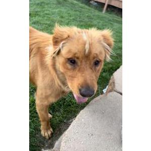 Image of Unknown, Found Dog