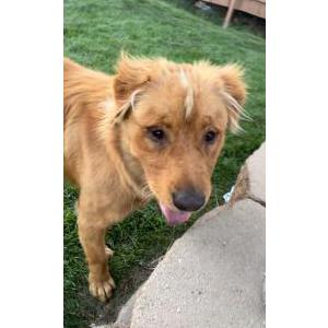 Found Dog Unknown