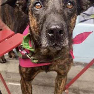 Lost Dog Patty