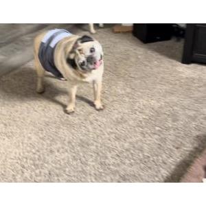 Lost Dog Stubs