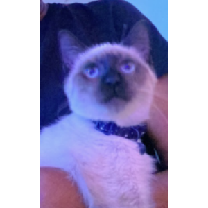 Lost 2 Jasmine (VA)