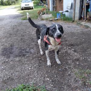 Image of Blue, Lost Dog