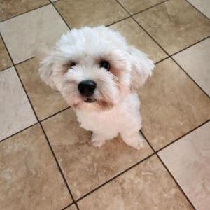 Image of Max, Lost Dog
