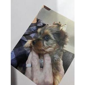 Image of Marla love diamond, Lost Dog