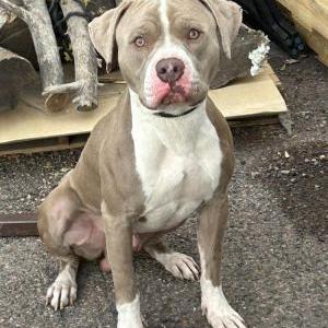 Image of Unknown, Found Dog