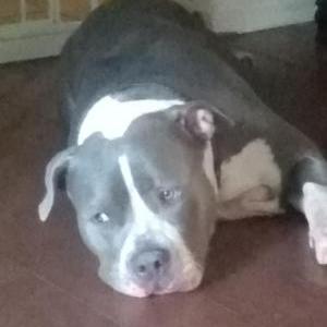 Image of Jordan, Lost Dog