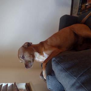 Lost Dog Cooper