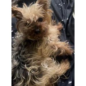 Image of Shakira, Lost Dog
