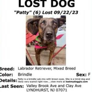 Lost Dog Patty