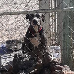 Found Dog unknown