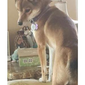Lost 1 Buttercup (FL)