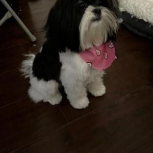 Image of Oreo, Lost Dog