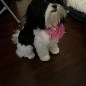 Lost Dog Oreo