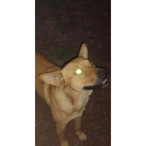 Found Dog Unknown