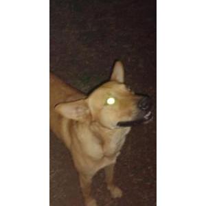 Found Dog Unknown