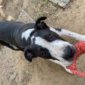 Image of Bruno, Lost Dog