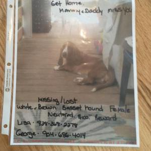 Lost Dog Tiger