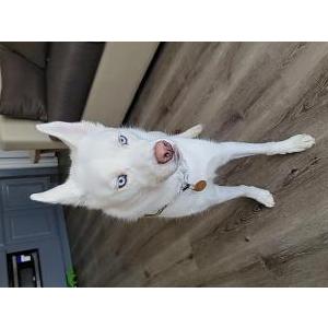 Lost Dog Khaleesi