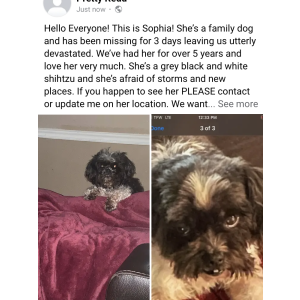 Lost Dog Sophia