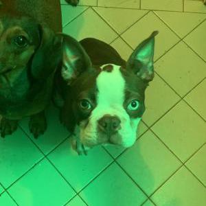 Lost Dog Little Bull