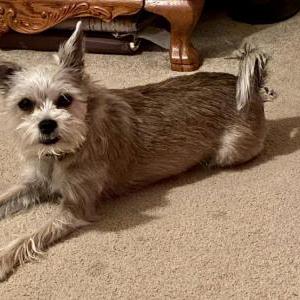 Image of Bella, Lost Dog
